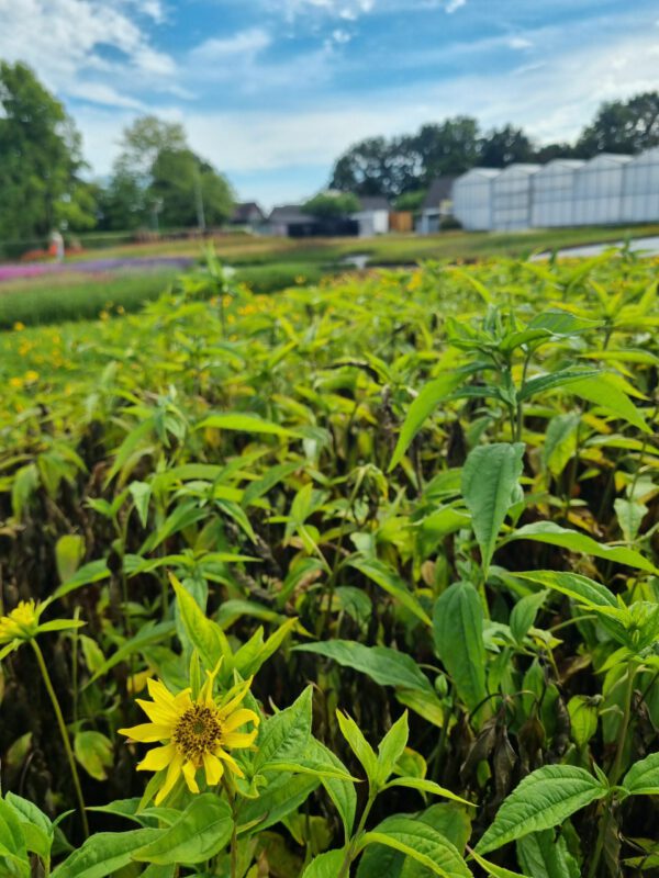 Helianthus Hybr. 'Lemon Queen' - Zonnebloem