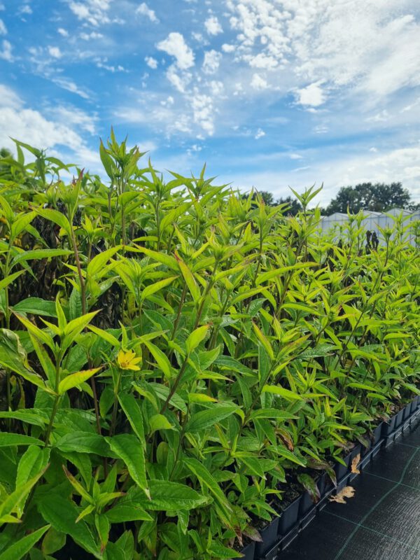 Helianthus Hybr. 'Lemon Queen' - Zonnebloem - Afbeelding 2
