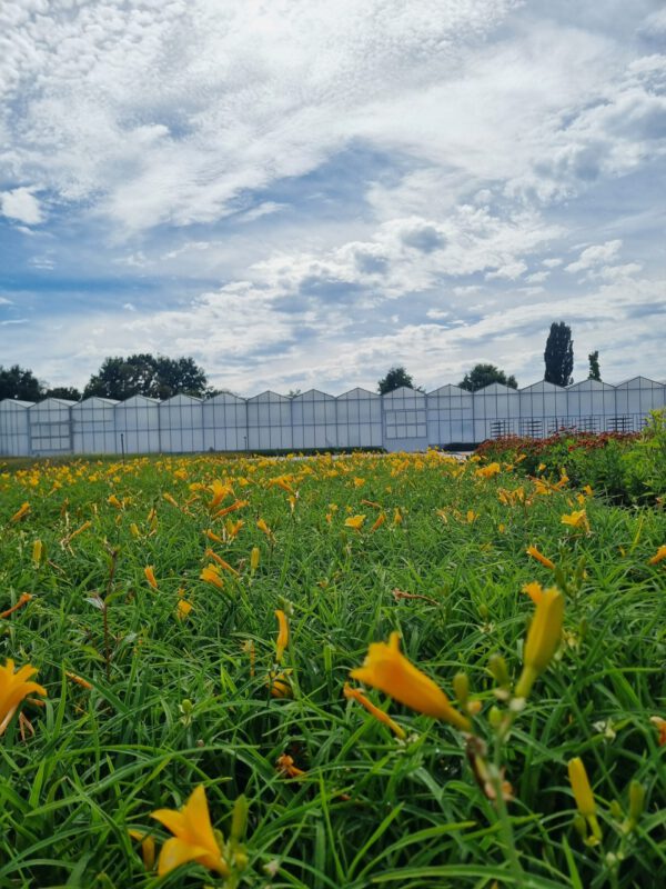 Hemerocallis 'Joan Senior' - Daglelie - Afbeelding 4
