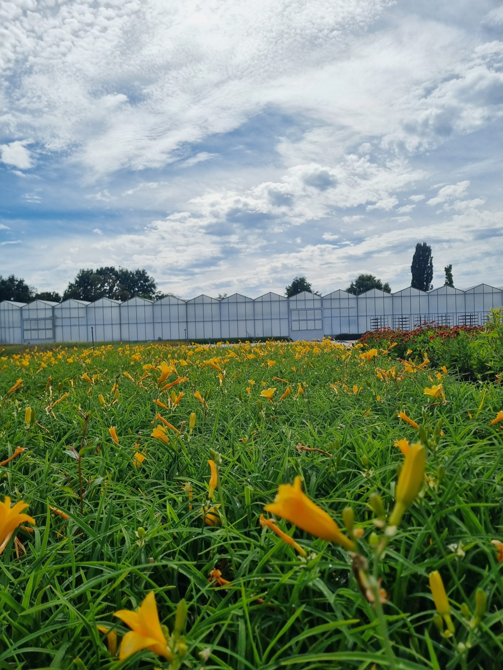 Hemerocallis 'Joan Senior' - Daglelie - Afbeelding 4