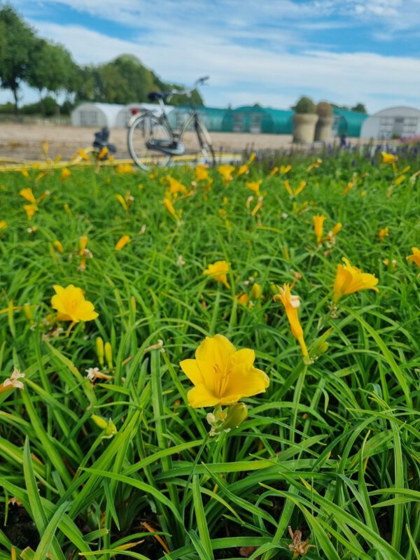 Hemerocallis 'Joan Senior' - Daglelie - Afbeelding 3