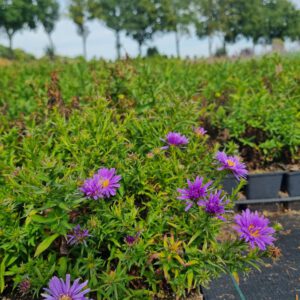 Aster dumosus Blaue Lagune - Herfstaster