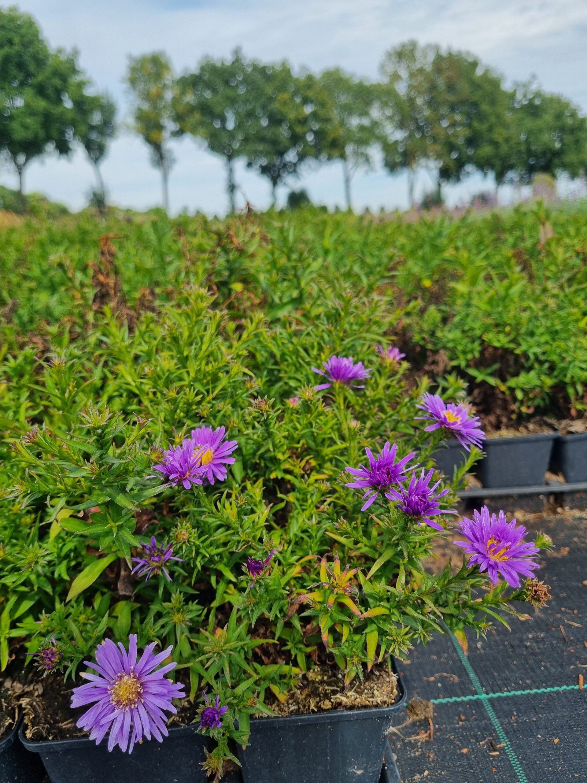 Aster dumosus Blaue Lagune - Herfstaster
