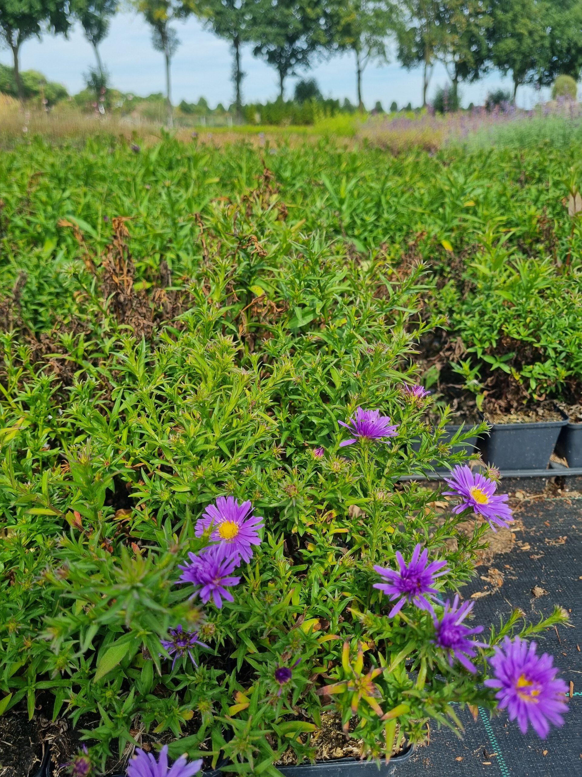 Aster dumosus Blaue Lagune - Herfstaster - Afbeelding 3