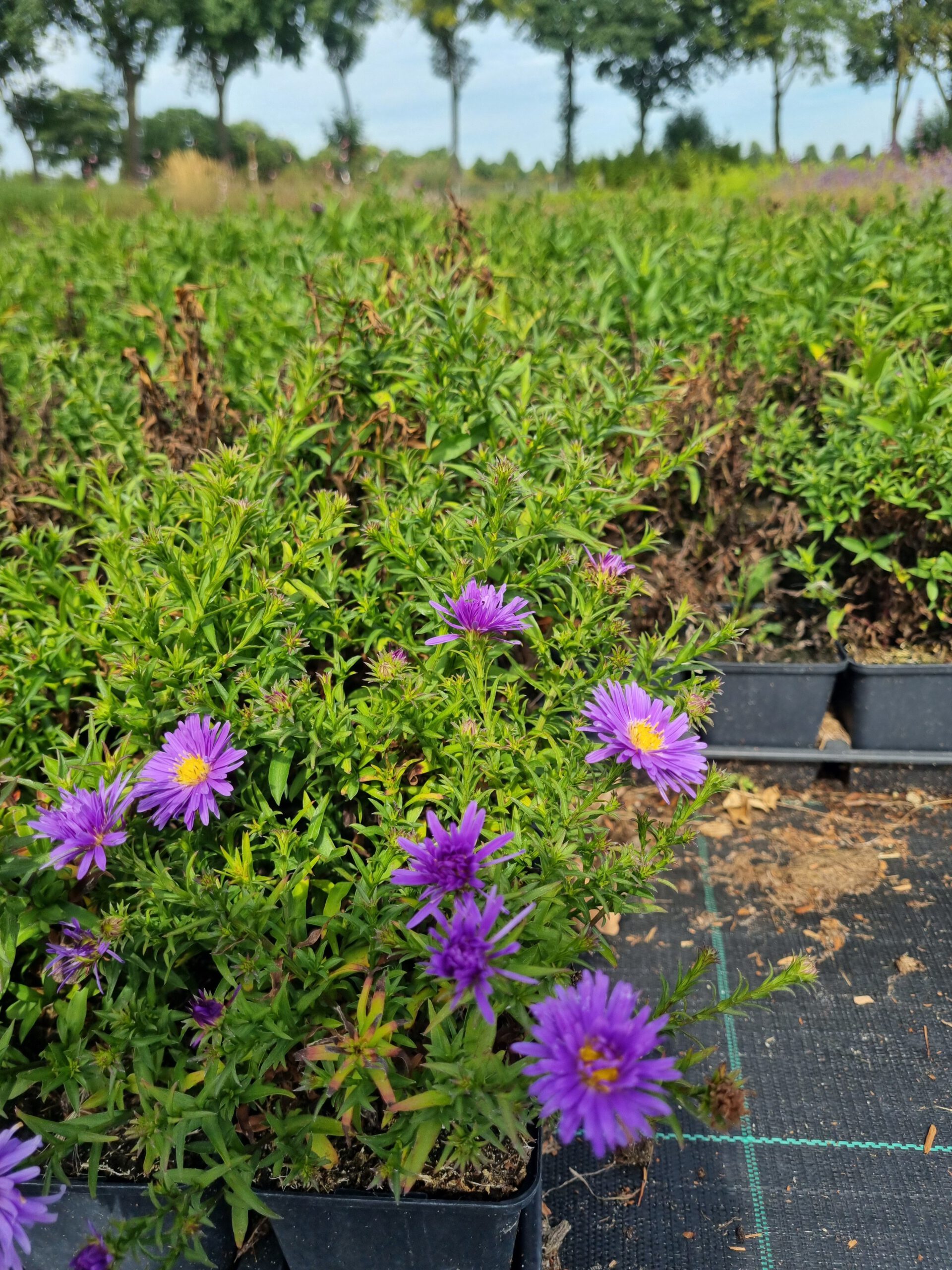 Aster dumosus Blaue Lagune - Herfstaster - Afbeelding 2