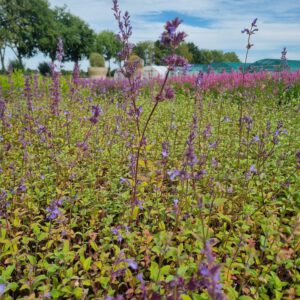 Nepeta ‘Wild Cat’ – Kattenkruid