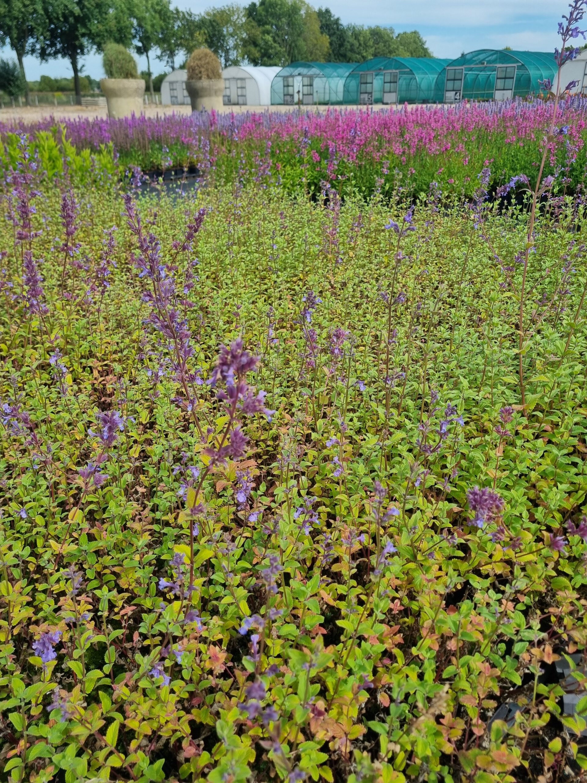 Nepeta ‘Wild Cat’ – Kattenkruid - Afbeelding 2