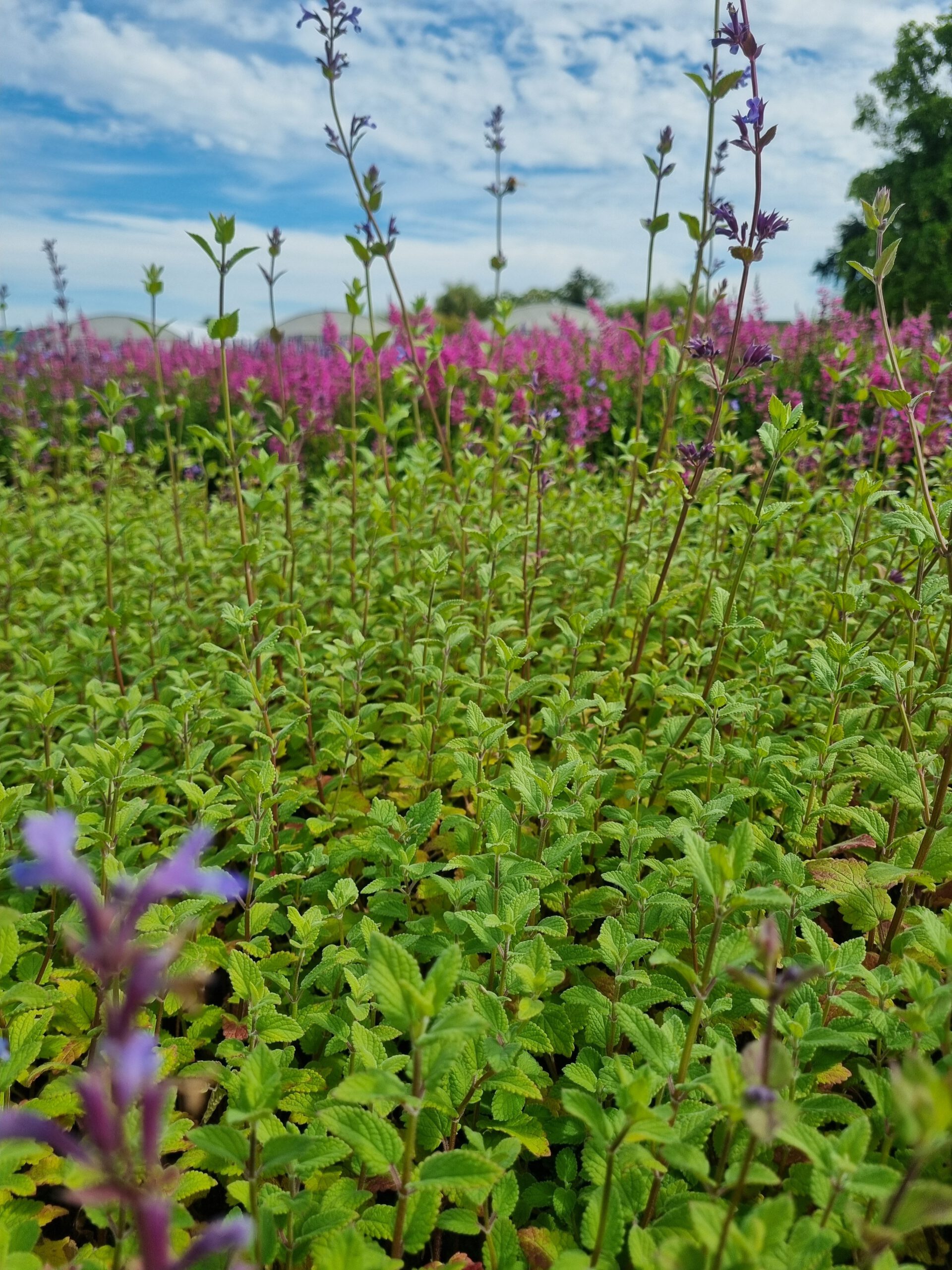 Nepeta ‘Wild Cat’ – Kattenkruid - Afbeelding 3