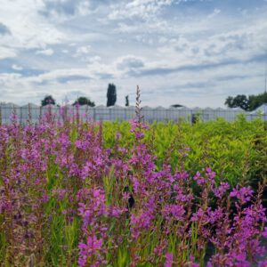 Lythrum salicaria ‘Swirl’ – Kattenstaart