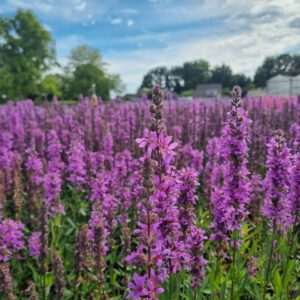Lythrum salicaria ‘Dropmore Purple’ – Kattenstaart