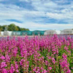 Lythrum salicaria ‘Zigeunerblut’ – Kattenstaart