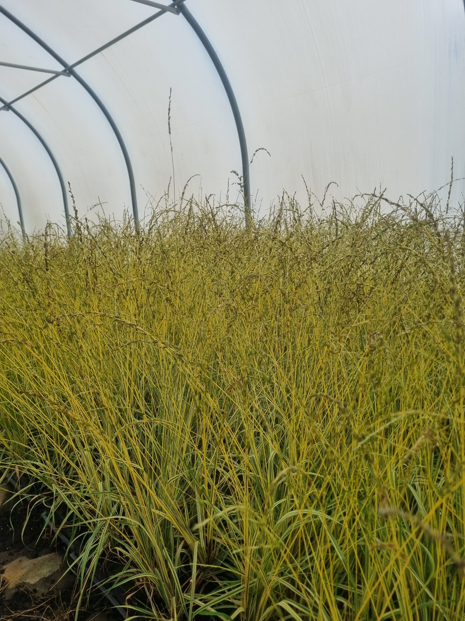 Molinia caerulea ‘Variegata’ – Pijpenstrootje - Afbeelding 5