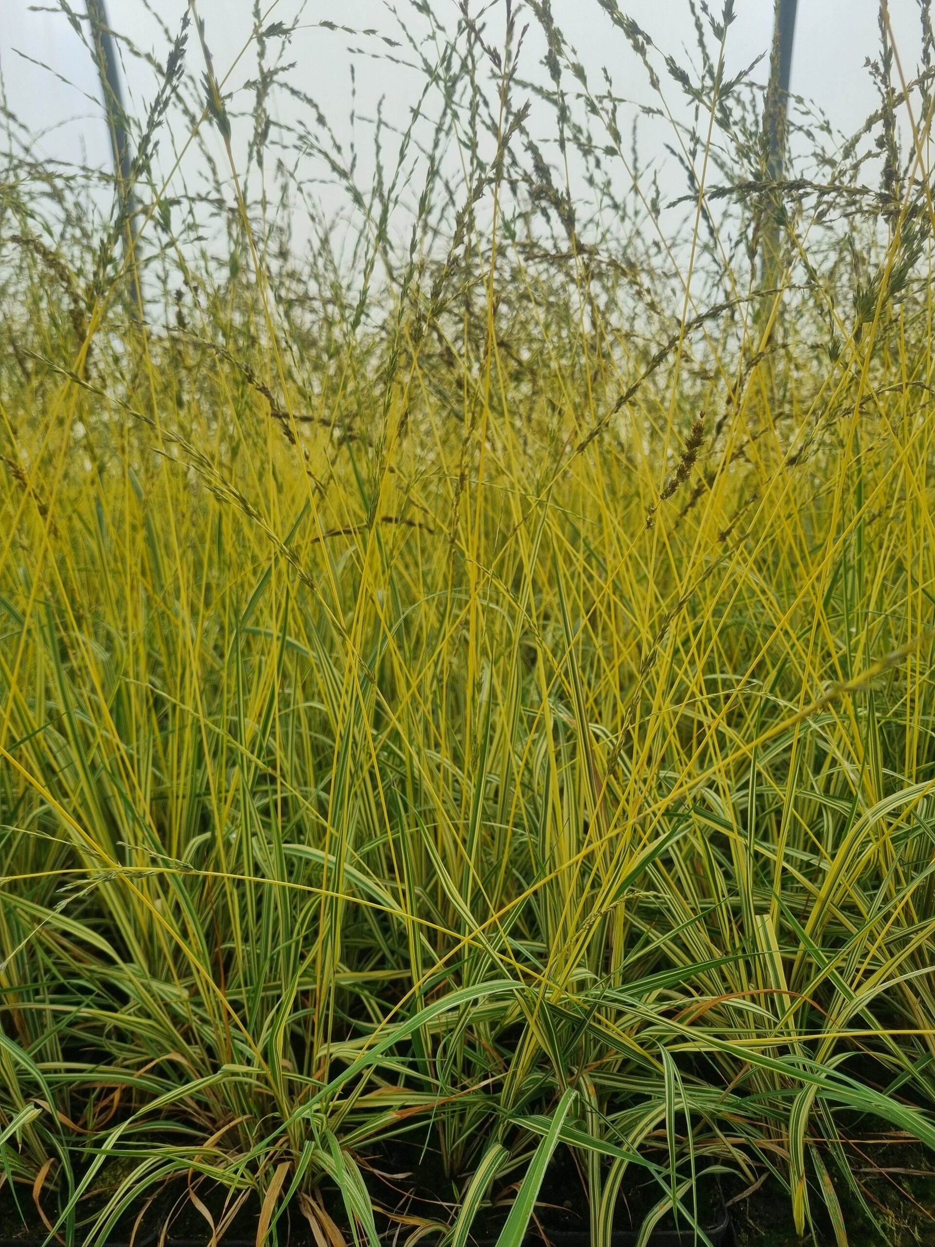 Molinia caerulea ‘Variegata’ – Pijpenstrootje - Afbeelding 4