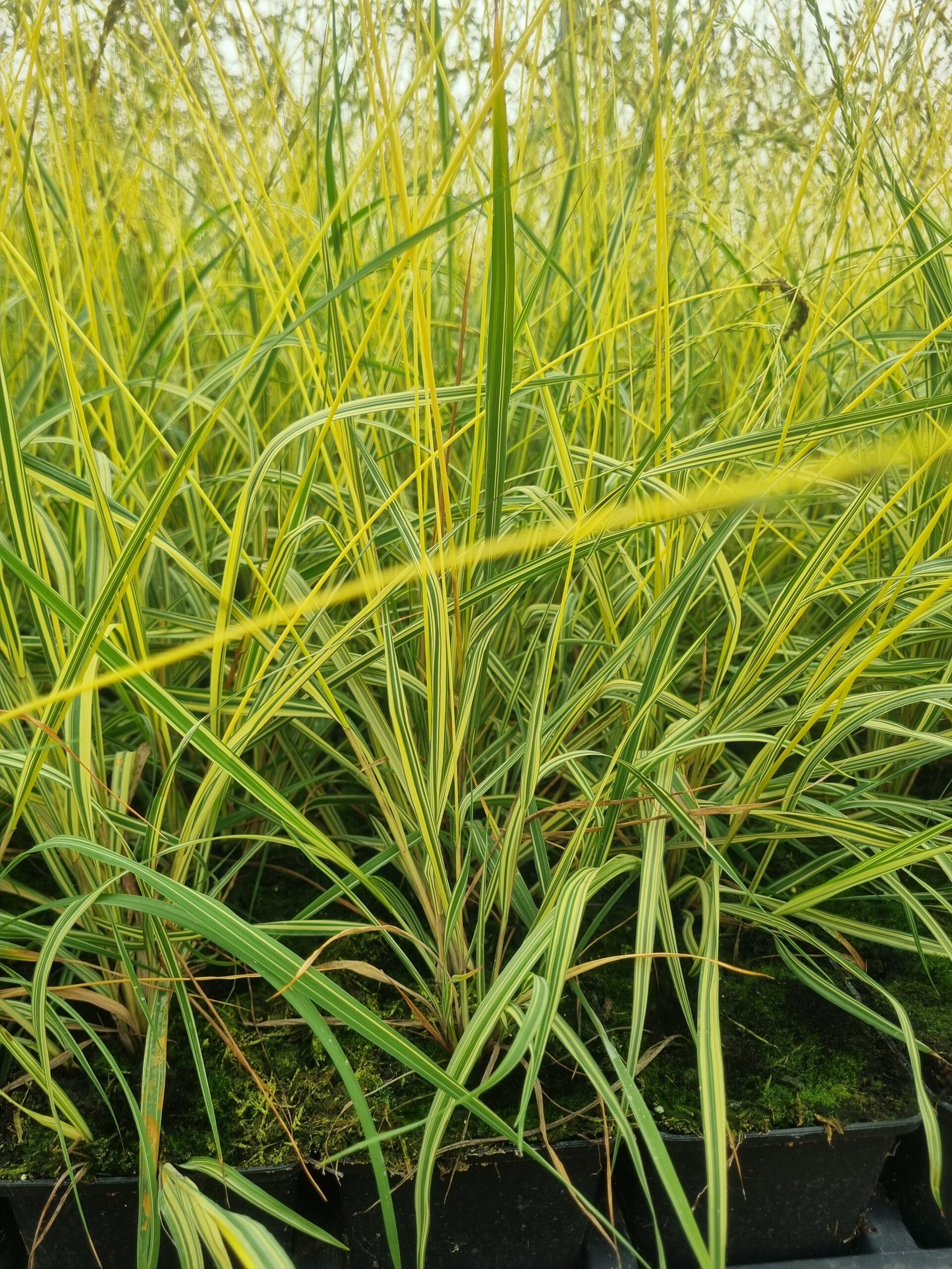 Molinia caerulea ‘Variegata’ – Pijpenstrootje - Afbeelding 3