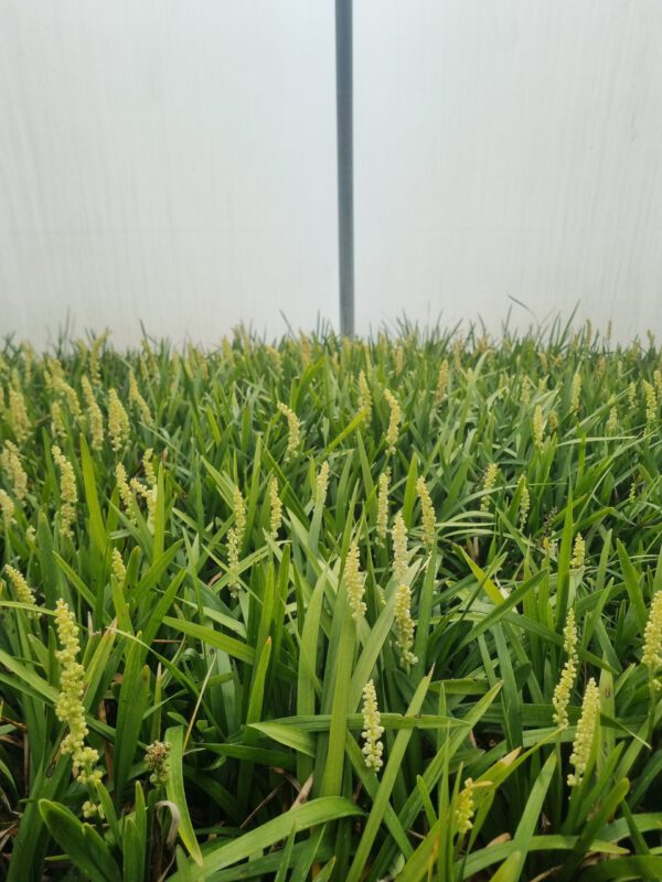 Liriope muscari ‘Monroe White’ – Leliegras - Afbeelding 6