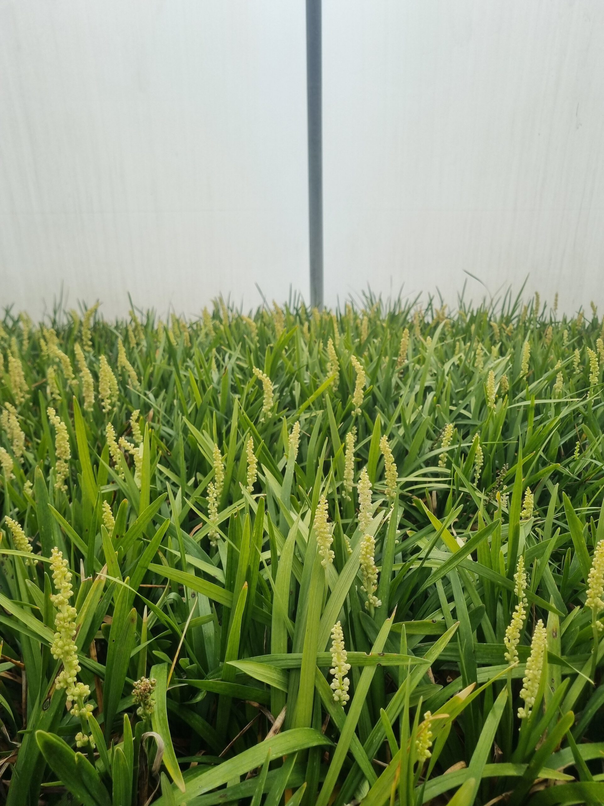 Liriope muscari ‘Monroe White’ – Leliegras - Afbeelding 6