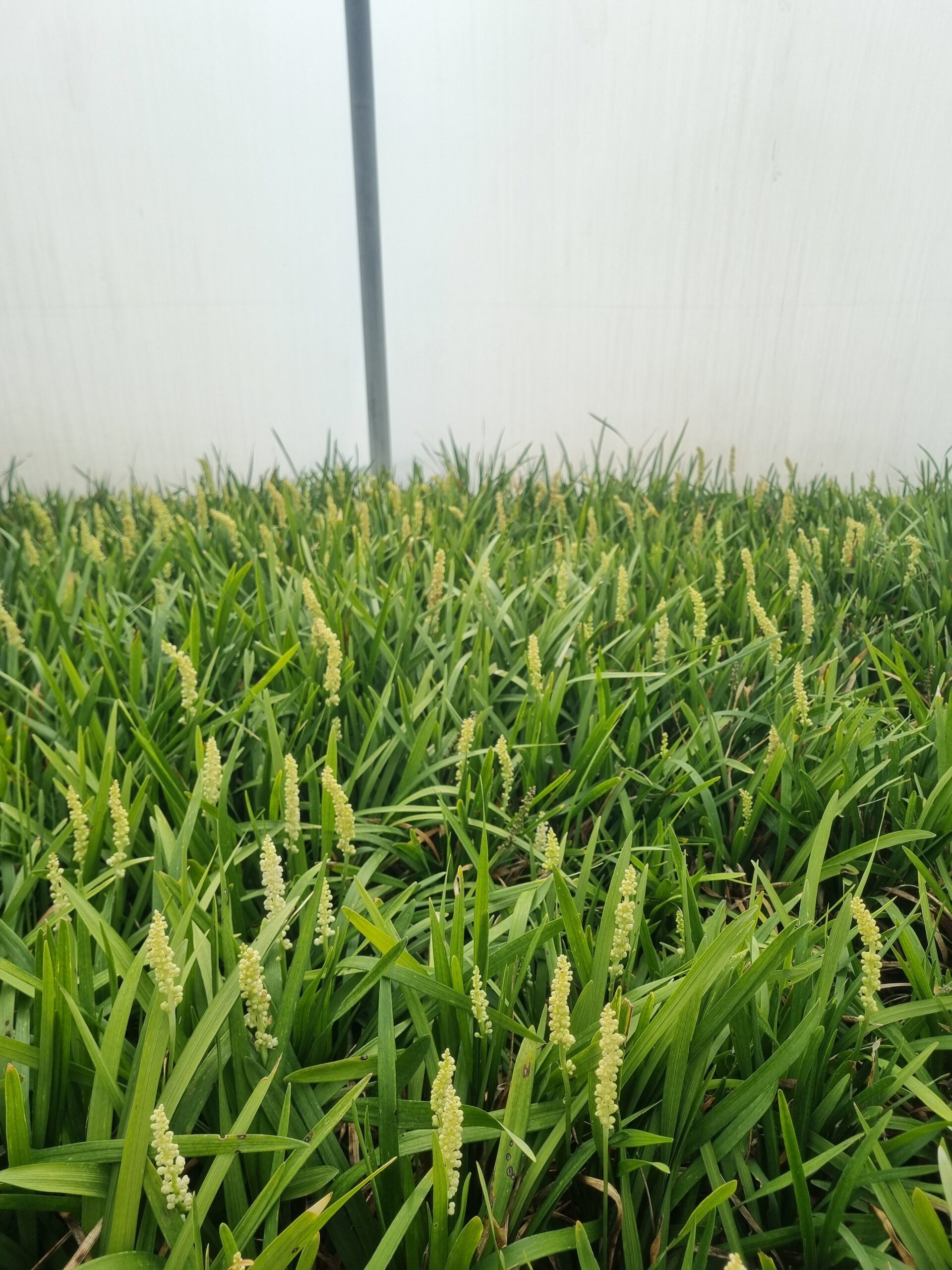Liriope muscari ‘Monroe White’ – Leliegras - Afbeelding 5