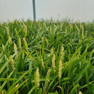 Liriope muscari ‘Monroe White’ – Leliegras