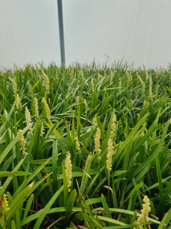 Liriope muscari ‘Monroe White’ – Leliegras