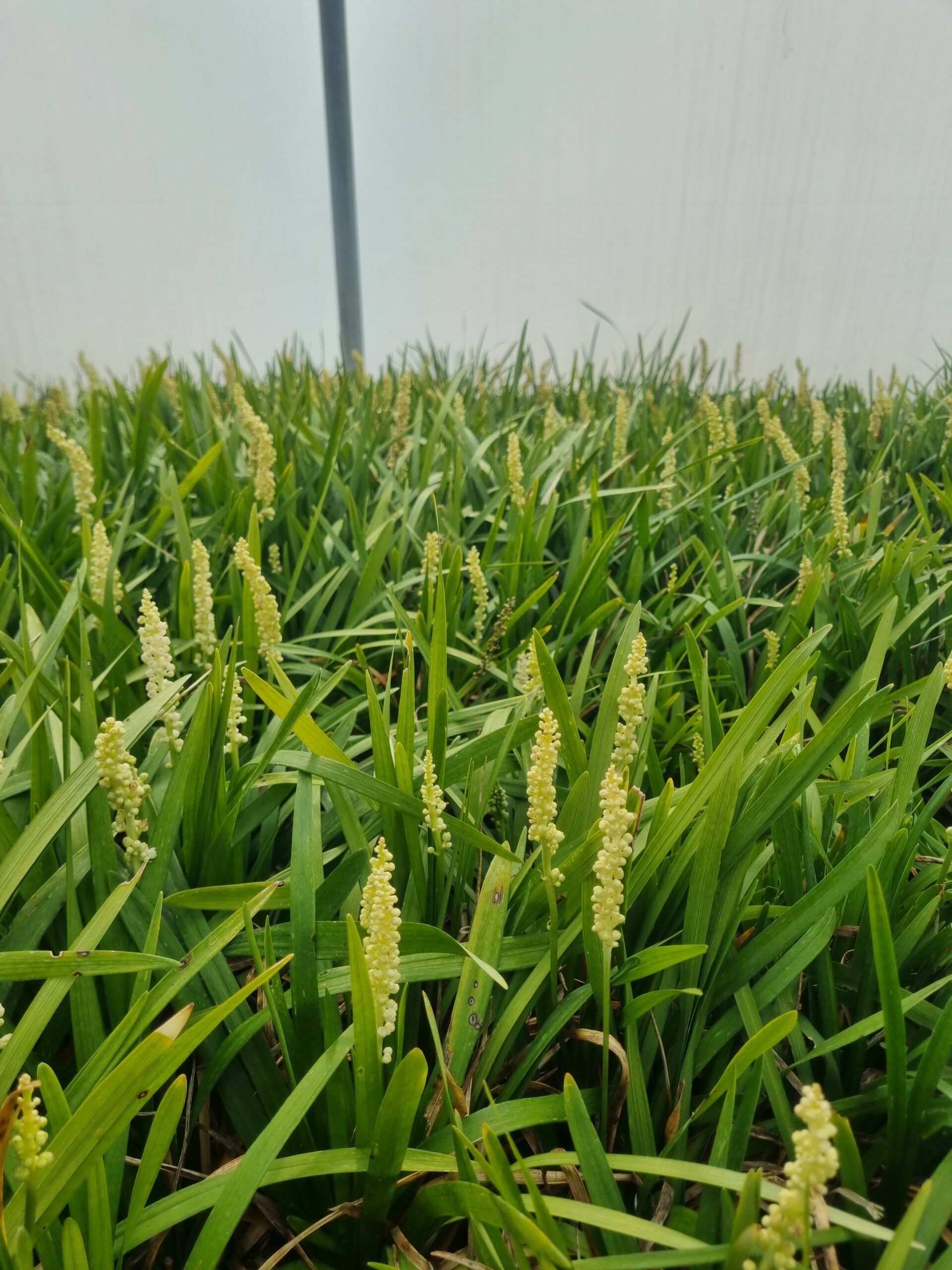 Liriope muscari ‘Monroe White’ – Leliegras