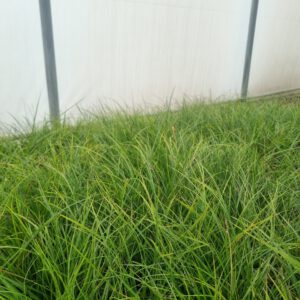 Carex Greenwell - Zegge