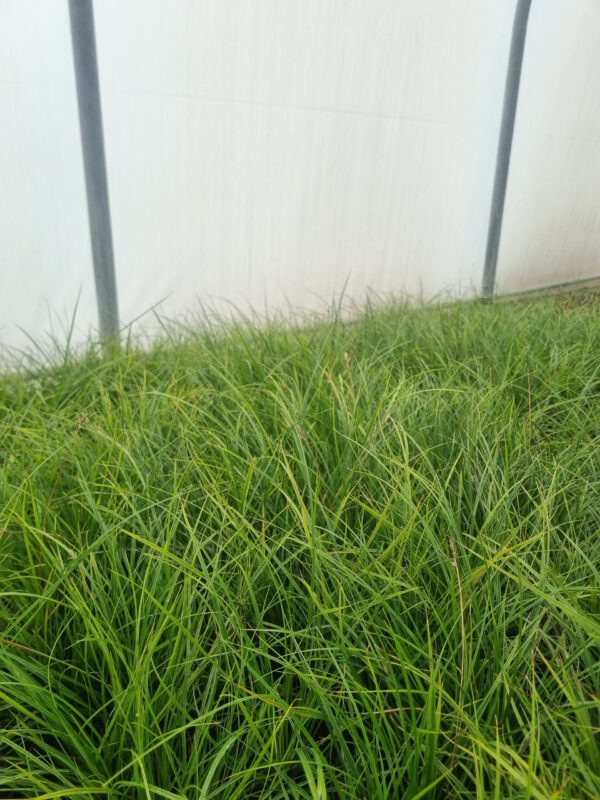 Carex Greenwell - Zegge