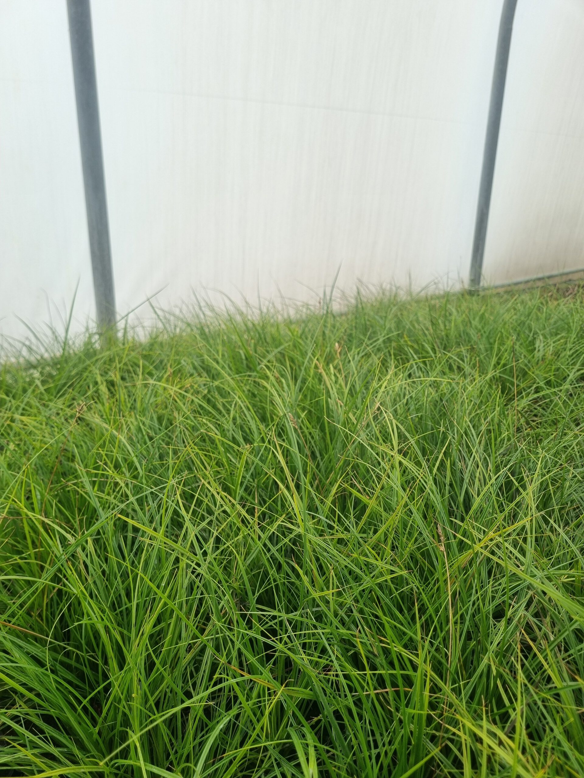 Carex Greenwell - Zegge