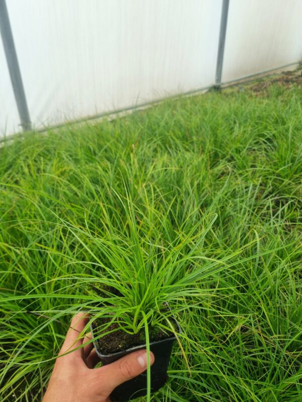 Carex Greenwell - Zegge - Afbeelding 2