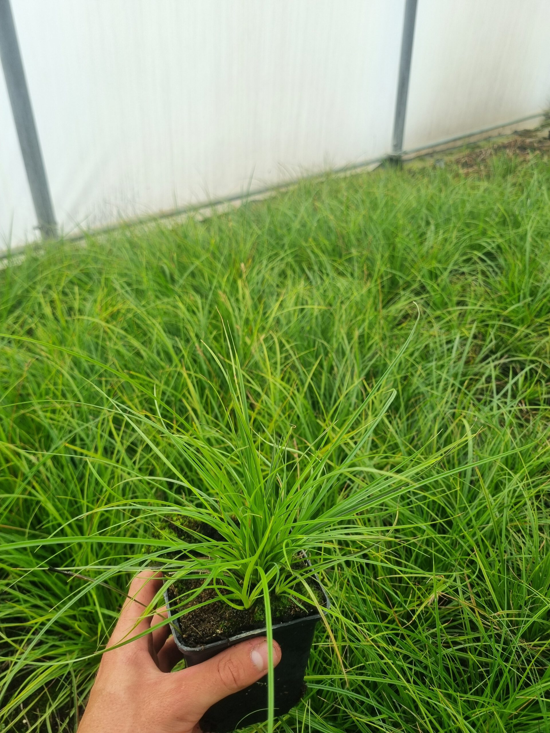 Carex Greenwell - Zegge - Afbeelding 2