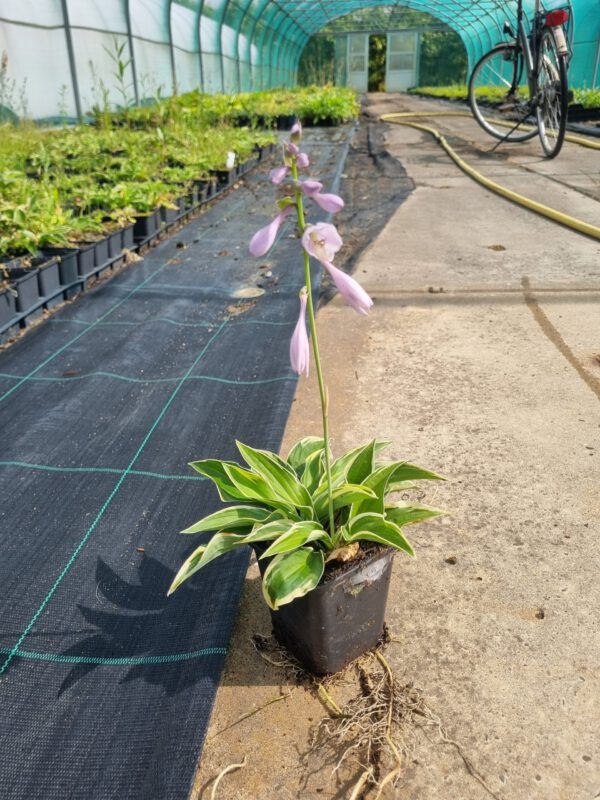 Hosta Wide Brim - Hartlelie - Afbeelding 2