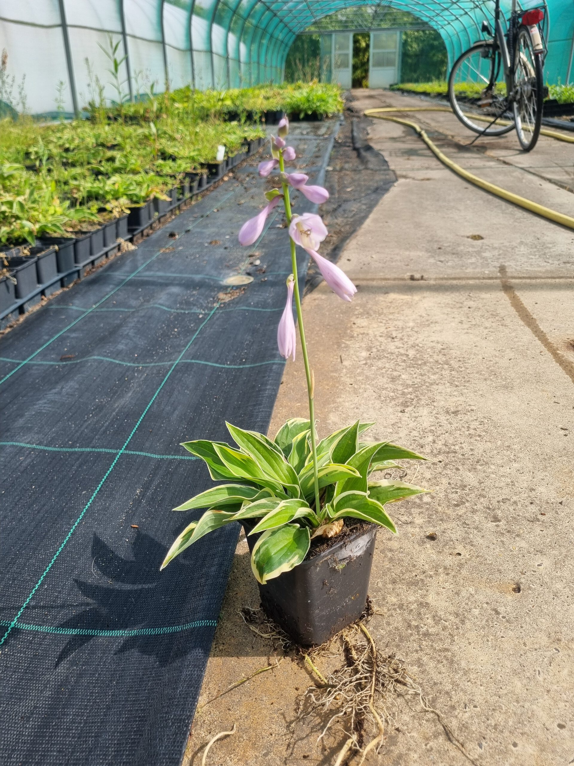 Hosta Wide Brim - Hartlelie - Afbeelding 2