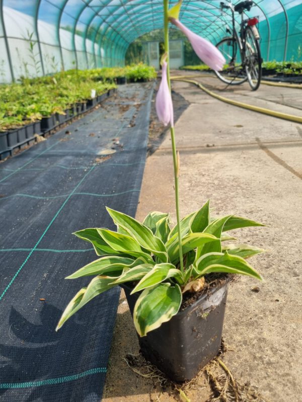 Hosta Wide Brim - Hartlelie - Afbeelding 4