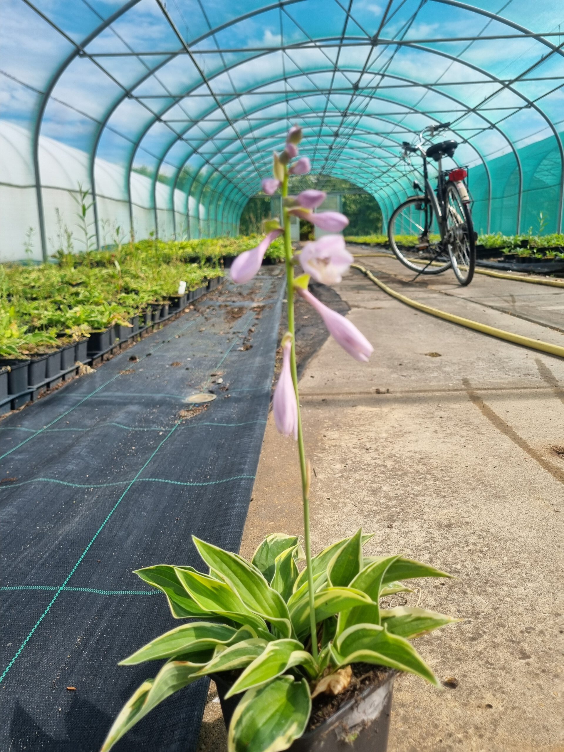 Hosta Wide Brim - Hartlelie - Afbeelding 3