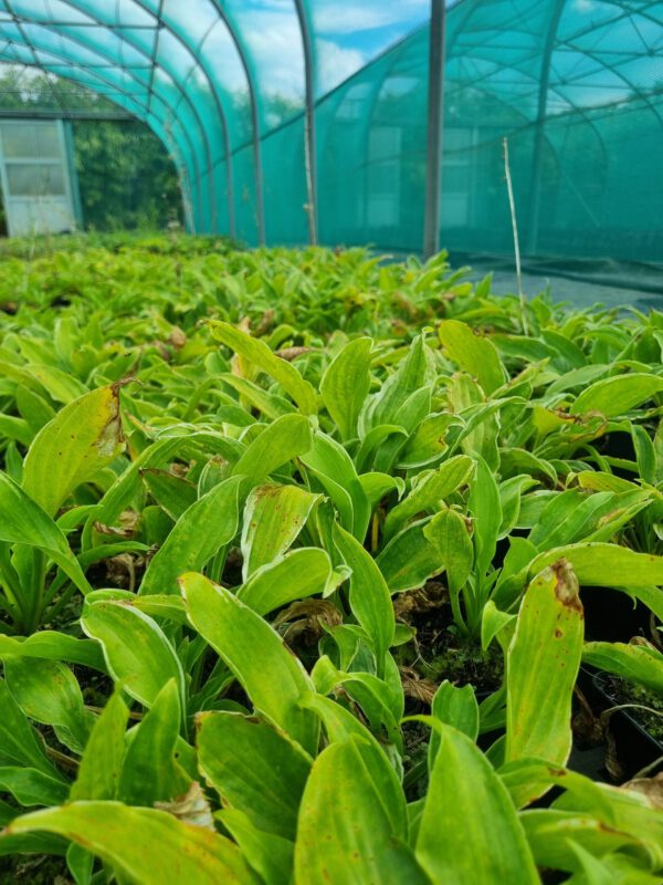 Hosta und. Marginata - Hartlelie - Afbeelding 3