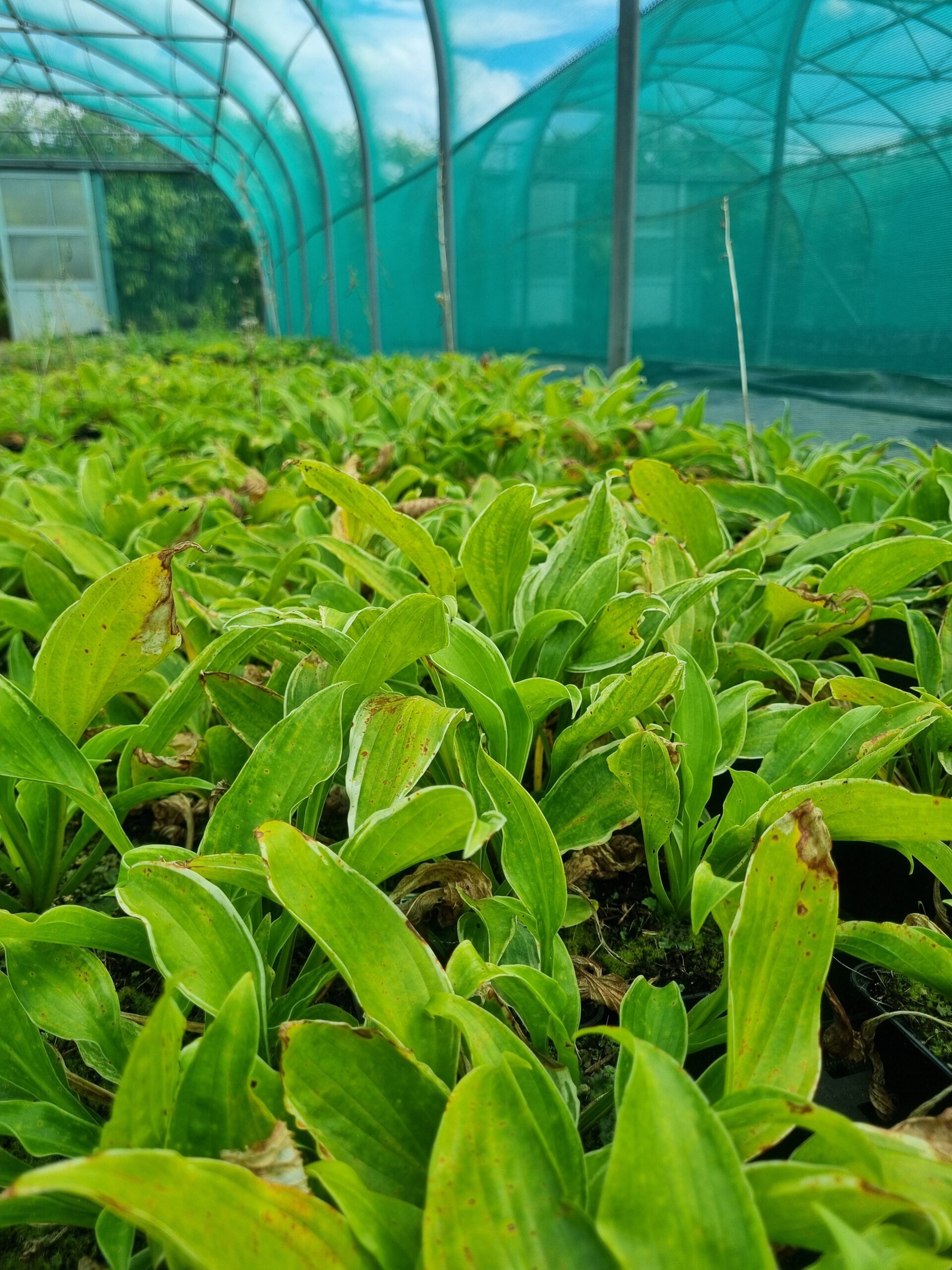 Hosta und. Marginata - Hartlelie - Afbeelding 3