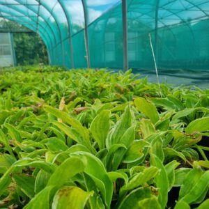 Hosta und. Marginata - Hartlelie