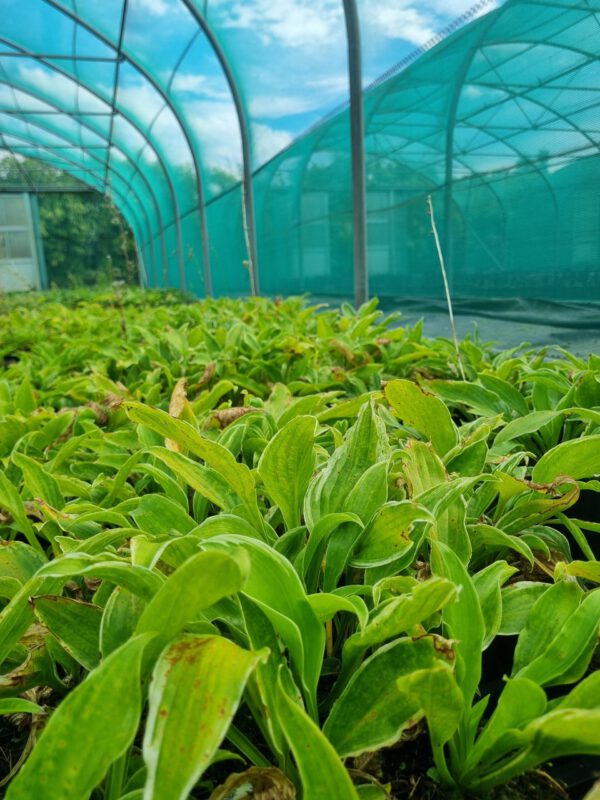 Hosta und. Marginata - Hartlelie