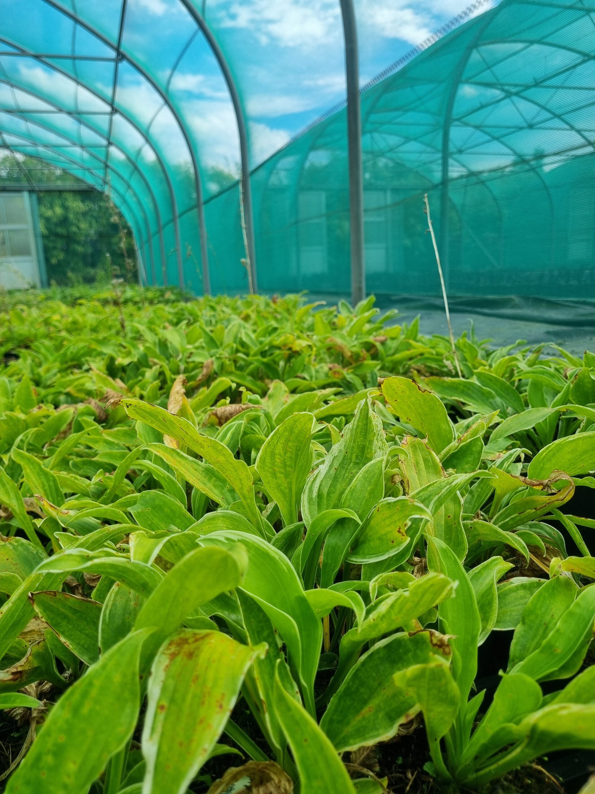 Hosta und. Marginata - Hartlelie