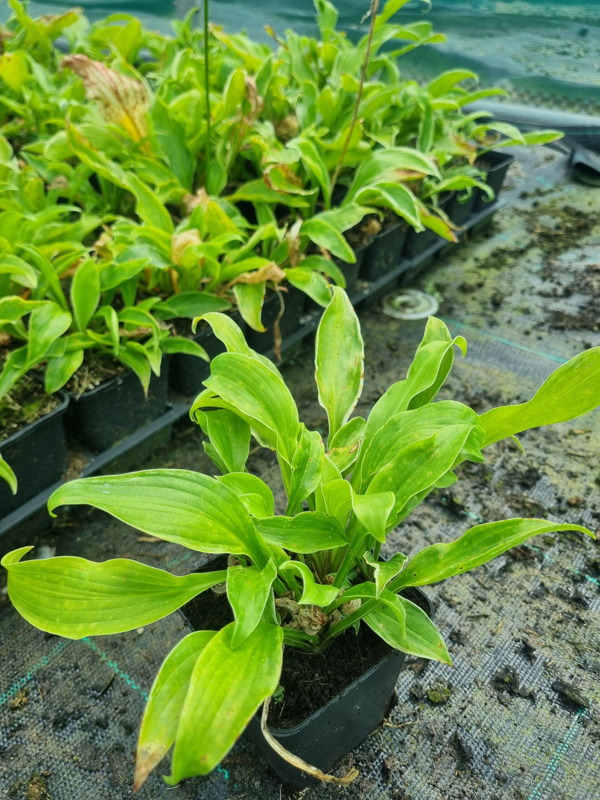 Hosta und. Marginata - Hartlelie - Afbeelding 2