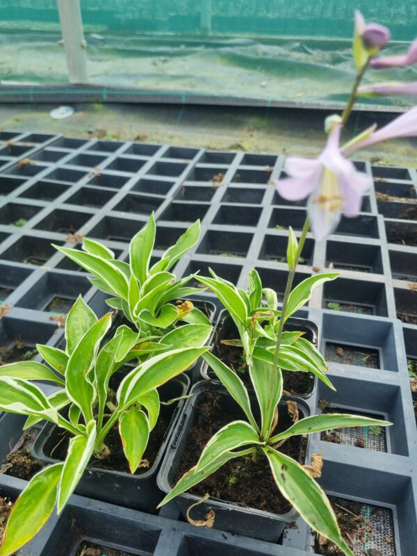 Hosta fortunei Patriot - Hartlelie - Afbeelding 2