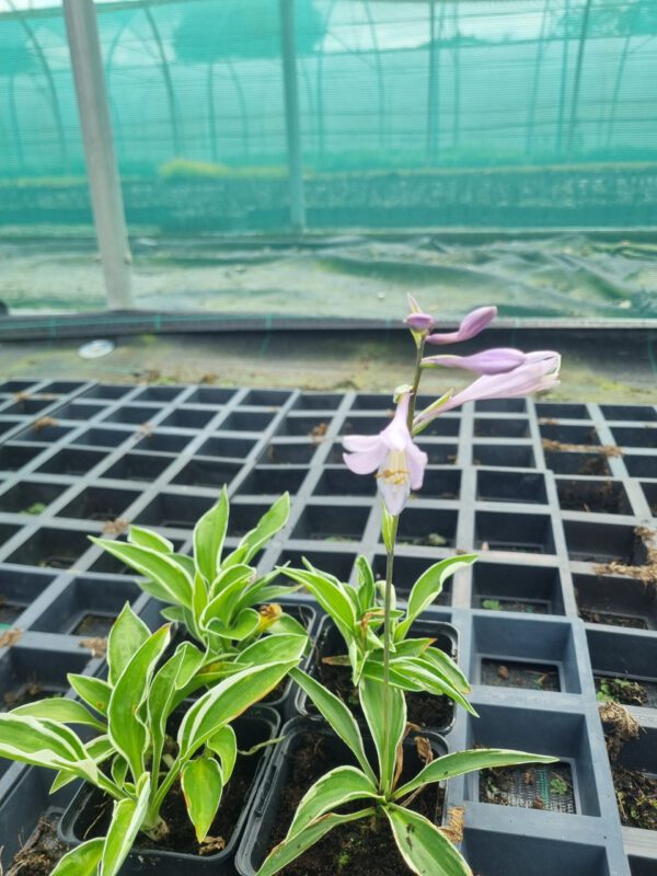 Hosta fortunei Patriot - Hartlelie - Afbeelding 3