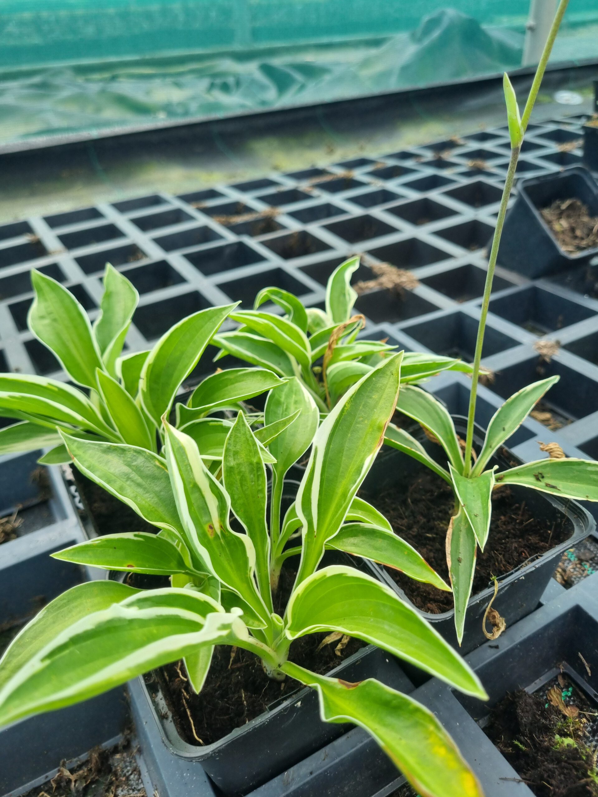 Hosta fortunei Patriot - Hartlelie - Afbeelding 4