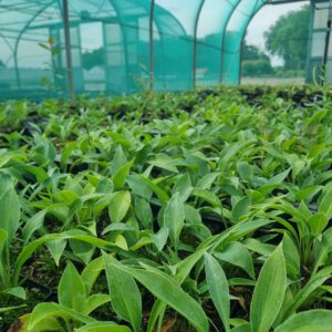 Hosta Halcyon - Hartlelie