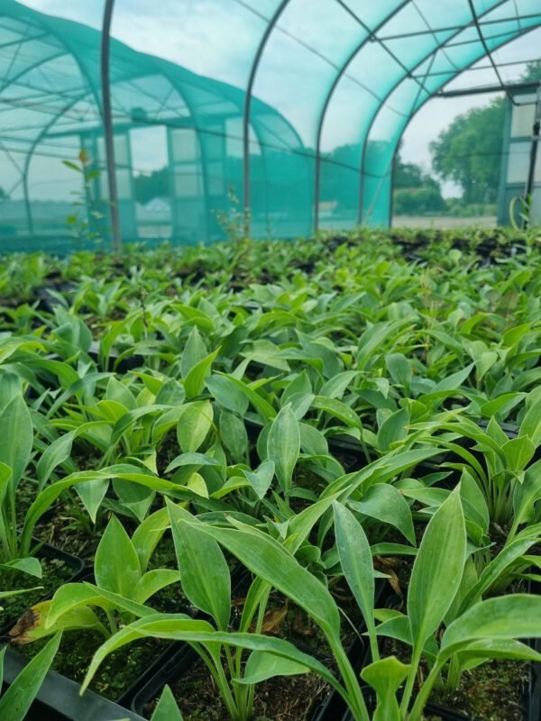 Hosta Halcyon - Hartlelie