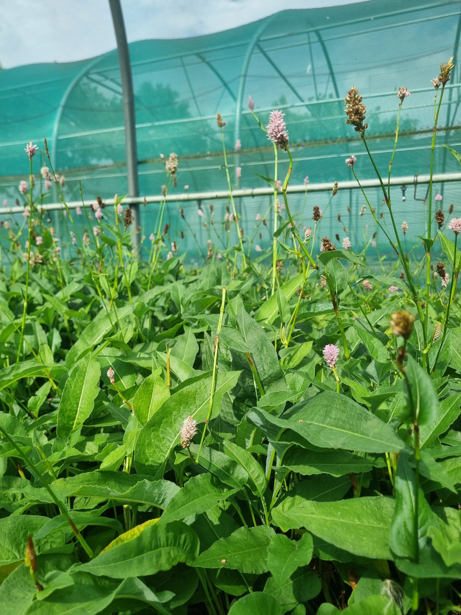 Persicaria bistorta - Duizendknoop - Afbeelding 3