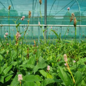Persicaria bistorta - Duizendknoop