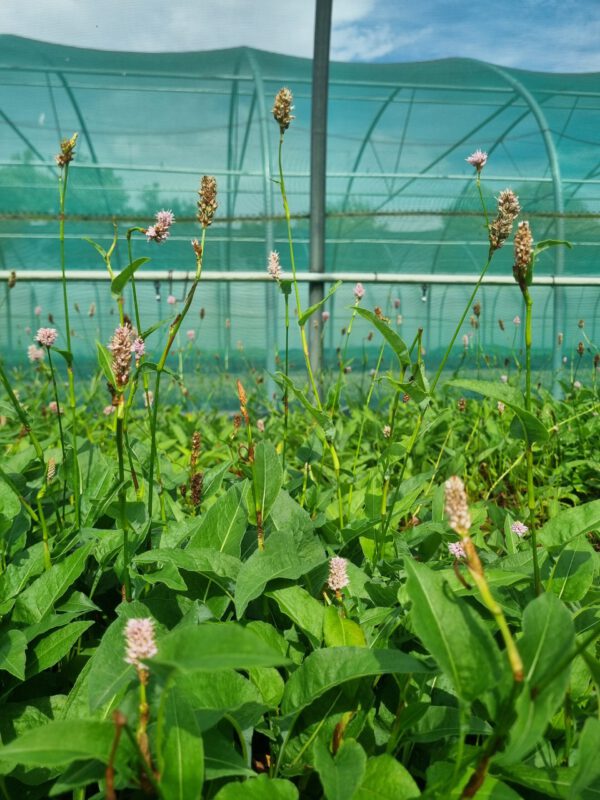 Persicaria bistorta - Duizendknoop