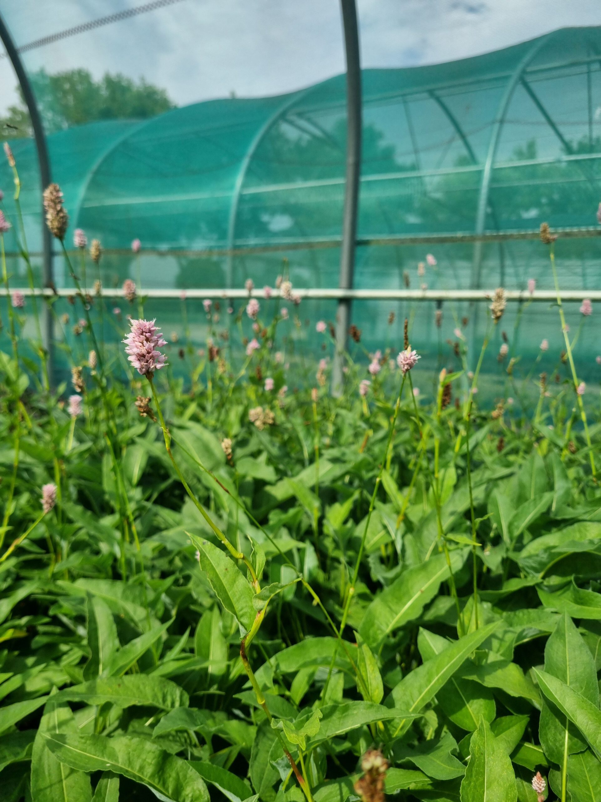 Persicaria bistorta - Duizendknoop - Afbeelding 2