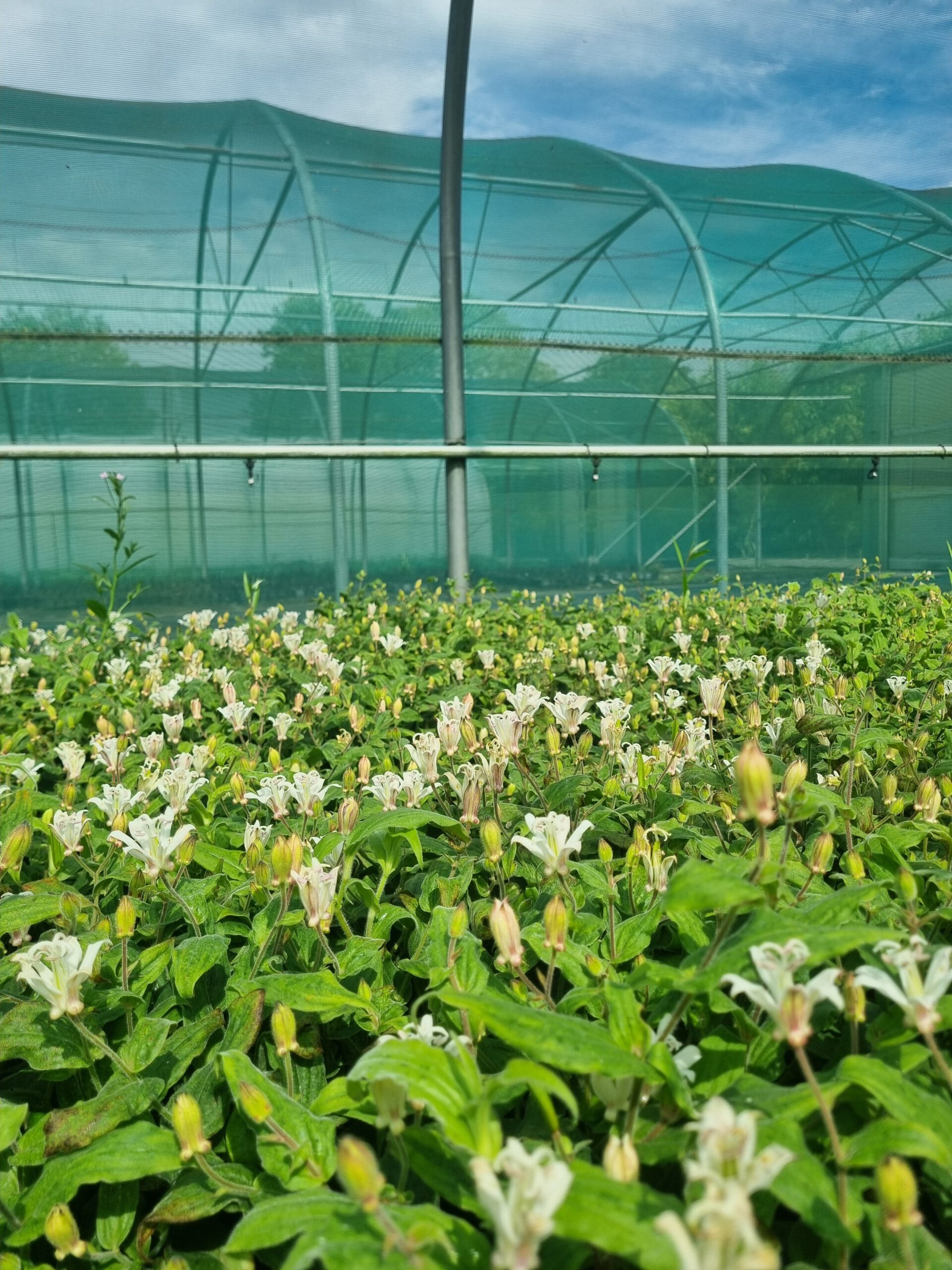 Tricyrtis hirta 'Alba' – Paddenlelie - Afbeelding 5