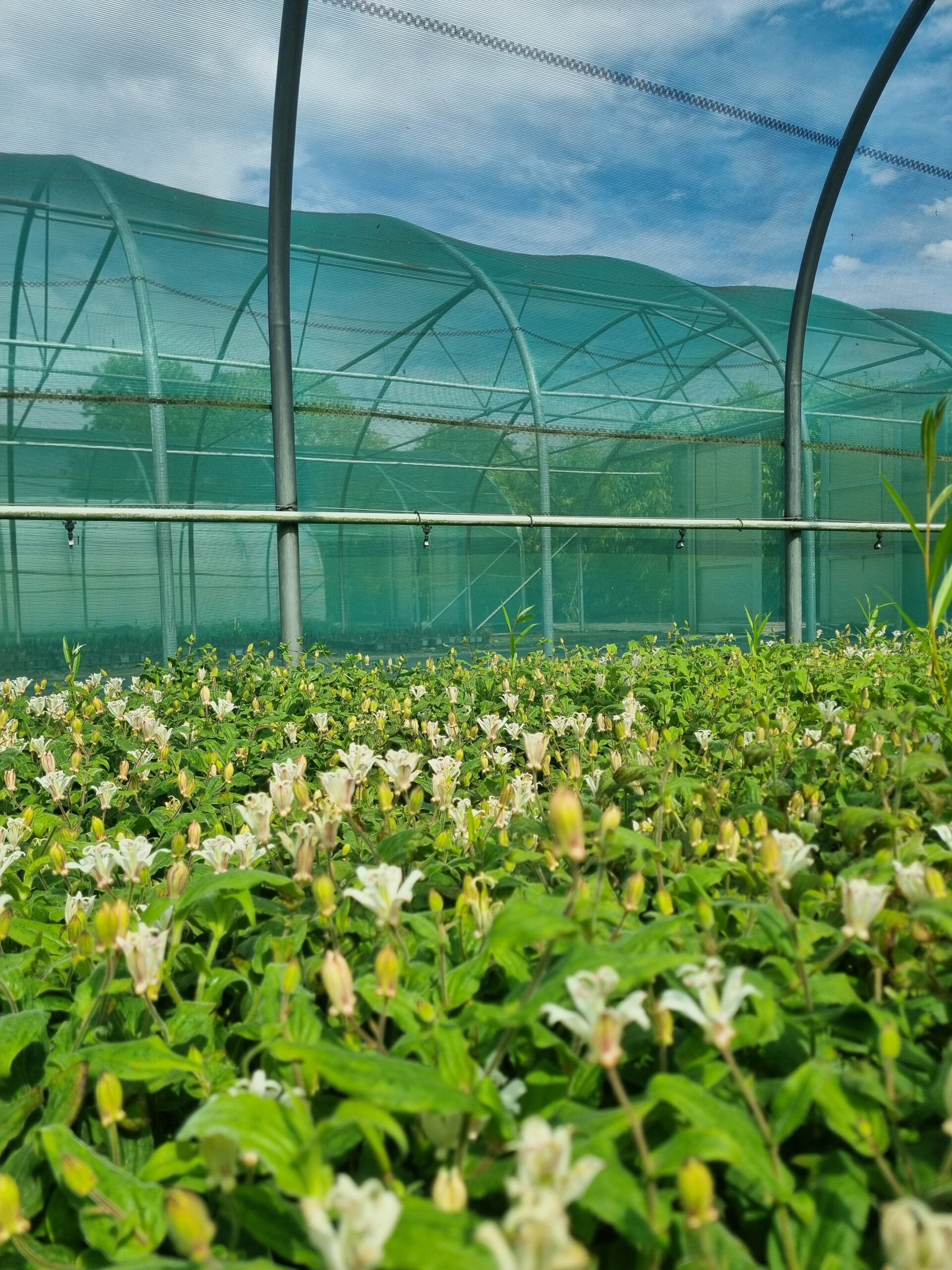 Tricyrtis hirta 'Alba' – Paddenlelie - Afbeelding 6